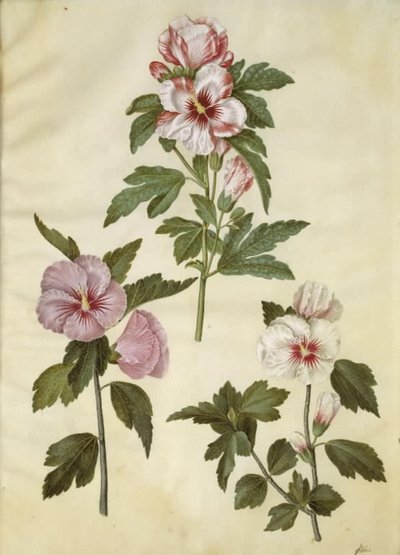 Hibiscus syriacus (syrisk rose) af Hans Simon Holtzbecker