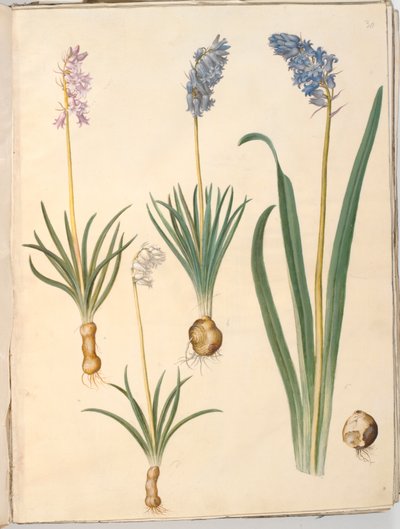 Hyacinthoides non-scripta (almindelig klokkeskilla); Hyacinthoides hispanica (spansk klokkeskilla) af Hans Simon Holtzbecker