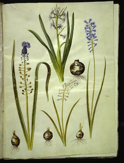 Orientalsk hyacint (almindelig hyacint); Muscari comosum (duskhyacint); Brimeura amethystina (pyrenisk blå) af Hans Simon Holtzbecker