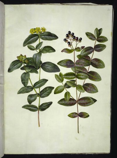 Hypericum androsaemum (bær-perikon) af Hans Simon Holtzbecker