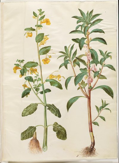 Impatiens noli-tangere (forårsbalsam); Impatiens balsamina (har-balsam) af Hans Simon Holtzbecker