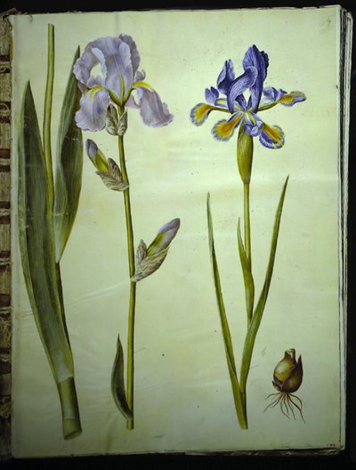 Iris × germanica (har-iris); Iris (spansk iris) af Hans Simon Holtzbecker