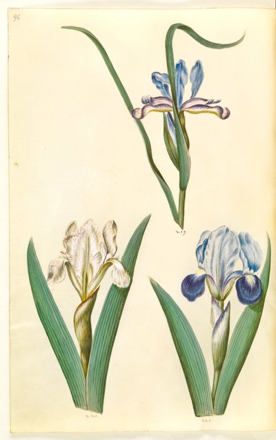 Iris graminea (græsbladet iris); Iris lutescens eller Iris pumila (?) (dværg-iris eller lav iris) af Hans Simon Holtzbecker