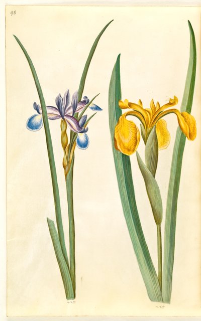 Irisgræs (græsbladet iris); Iris pseudacorus af Hans Simon Holtzbecker