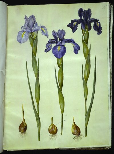 Iris latifolia (engelsk iris) af Hans Simon Holtzbecker