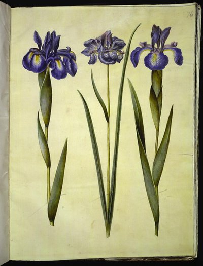 Iris latifolia (engelsk iris); Iris sibirica (sibirisk iris) af Hans Simon Holtzbecker