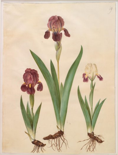 Iris ×lurida (iris-hybrid) af Hans Simon Holtzbecker