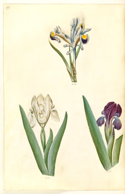Iris persica (persisk iris); Iris lutescens eller Iris pumila (?) (dværg-iris eller lav iris) af Hans Simon Holtzbecker