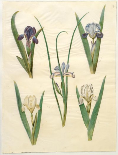 Iris pumila (lav iris) eller Iris lutescens (dværg-iris); Iris graminea (græsbladet iris) af Hans Simon Holtzbecker