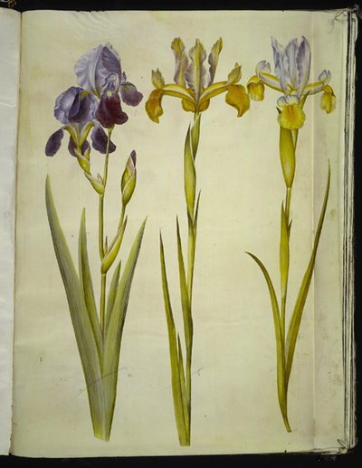 Iris ×sambucina (hylde-iris); Iris latifolia (engelsk iris) af Hans Simon Holtzbecker