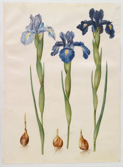 Iris xiphioides af Hans Simon Holtzbecker