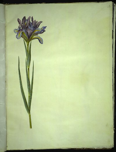 Iris xiphium (spansk iris) af Hans Simon Holtzbecker