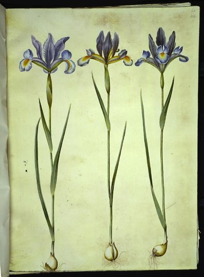 Iris xiphium (spansk iris) af Hans Simon Holtzbecker