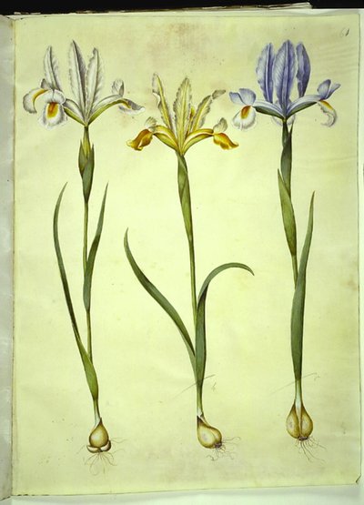 Iris xiphium (spansk iris) eller Iris latifolia (engelsk iris); Iris xiphium (spansk iris) af Hans Simon Holtzbecker