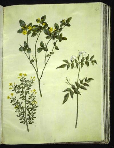 Jasminum odoratissimus (stue-jasmin); Jasminbusk (busk-jasmin); Jasminum grandiflorum (duft-jasmin) af Hans Simon Holtzbecker