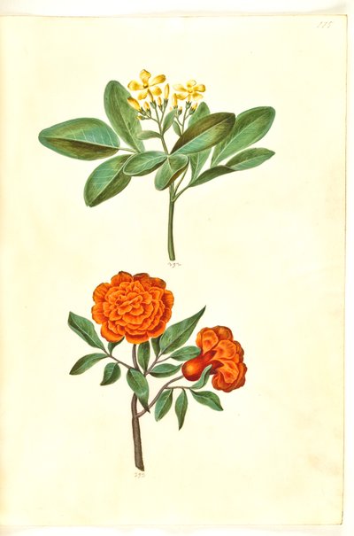Jasminum odoratissimus (stue-jasmin); Punica granat (granatæble) af Hans Simon Holtzbecker