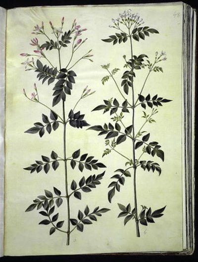 Jasminum officinale (læge-jasmin) af Hans Simon Holtzbecker