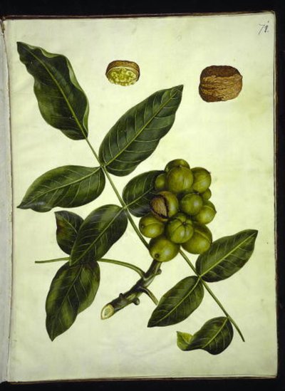 Juglans regia (almindelig valnød) af Hans Simon Holtzbecker