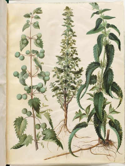 Kksgb2950/65 Brændenælde (romersk neelde); Brændende brændenælde (liden nelde); Brændenælde af Hans Simon Holtzbecker
