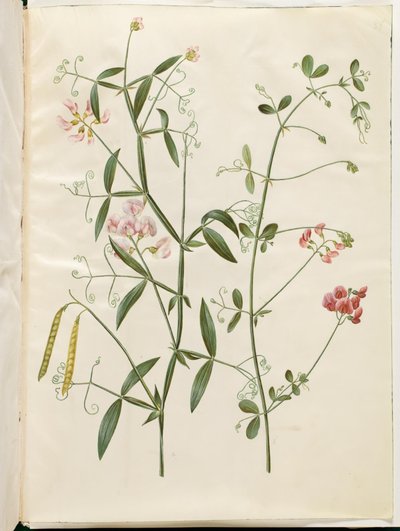 Lathyrus sylvestris (skov-fladbælg); Lathyrus tuberosus (knold-fladbælg) af Hans Simon Holtzbecker