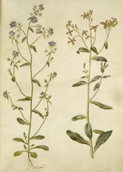 Legousia Venus-spejl (ægte venuspejl); trist hesperis (natviol) af Hans Simon Holtzbecker
