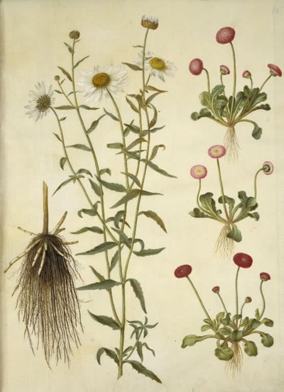 Leucanthemum vulgare (hvid okseøje); Bellis perennis (almindelig tusindfryd) af Hans Simon Holtzbecker
