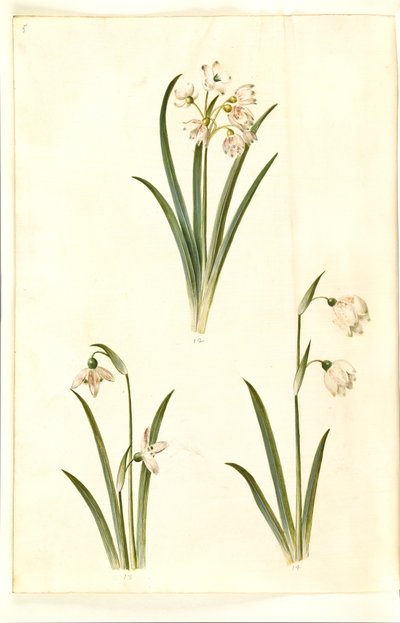 Leucojum aestivum (sommer-hvidblomme); Galanthus nivalis (almindelig vintergæk); Leucojum vernum (dorotealilje) af Hans Simon Holtzbecker