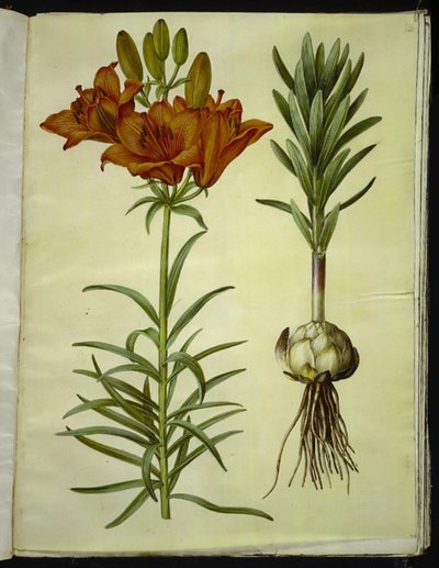 Lilium bulbiferum (brand-lilje) af Hans Simon Holtzbecker