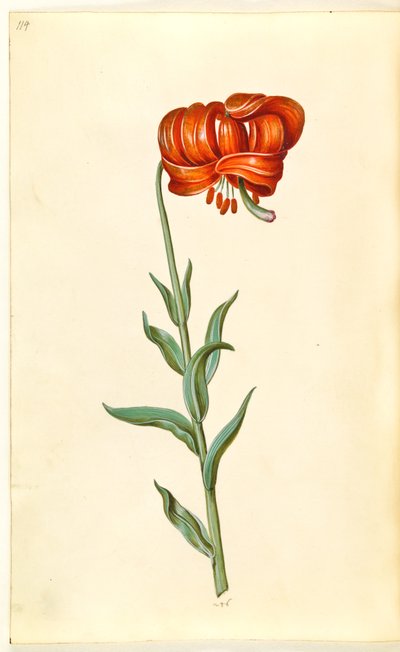 Kalcedon lilje (rød turbanlilje) af Hans Simon Holtzbecker