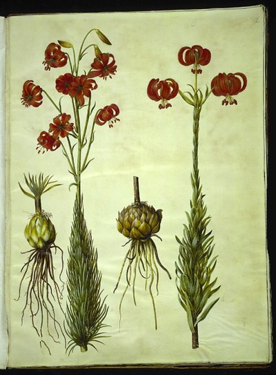 Lily Chalcedonicum (Rød Turbanlilje) af Hans Simon Holtzbecker