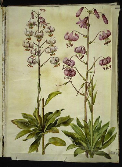 Lilium martagon (krans-lilje) af Hans Simon Holtzbecker