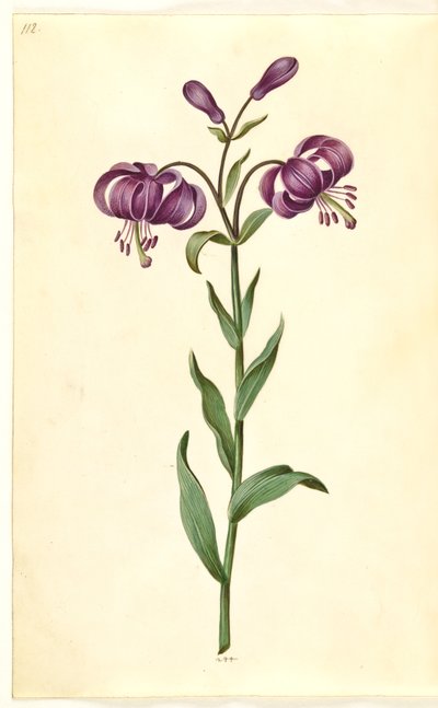 Lilium martagon (krans-lilje) af Hans Simon Holtzbecker