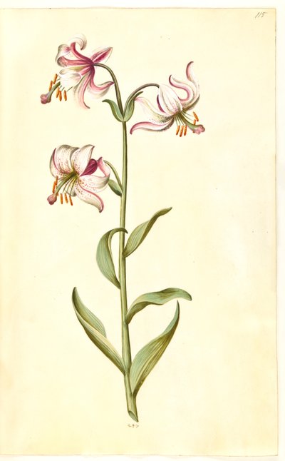 Lilium martagon (krans-lilje) af Hans Simon Holtzbecker