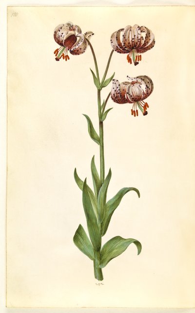 Lilium martagon (krans-lilje) af Hans Simon Holtzbecker