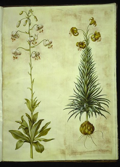 Lilium martagon (krans-lilje); Lilium pyrenaicum (pyrenæisk lilje) af Hans Simon Holtzbecker