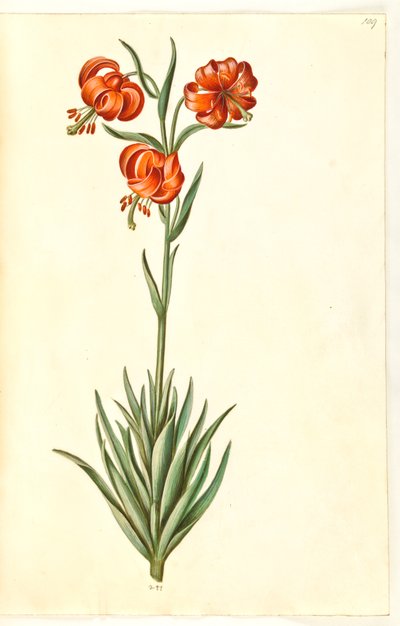 Pompon lilje (pompon-lilje) af Hans Simon Holtzbecker