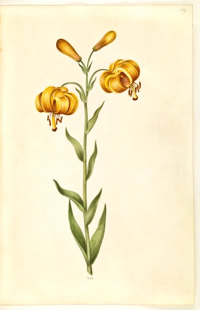 Lilium pyrenaicum (pyrenæisk lilje) af Hans Simon Holtzbecker