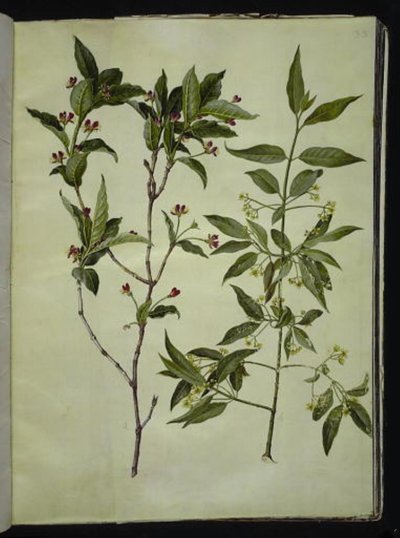 Lonicera alpigena (alpe-gedeblad); Euonymus europaeus (almindelig benved) af Hans Simon Holtzbecker