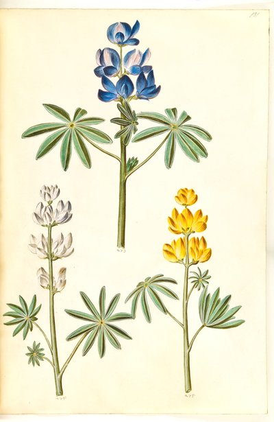 Håret ulv (blå lupin); Hvid lupin (hvid lupin); Gul lupin (gul lupin) af Hans Simon Holtzbecker