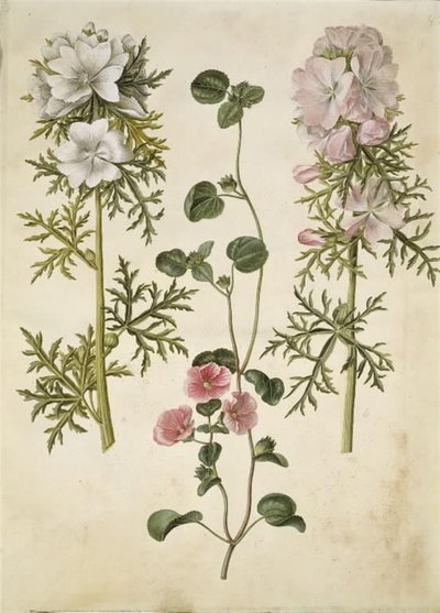 Malva moschata (moskus baldakin); Malva eller Malope (kunst af katost eller malope) af Hans Simon Holtzbecker
