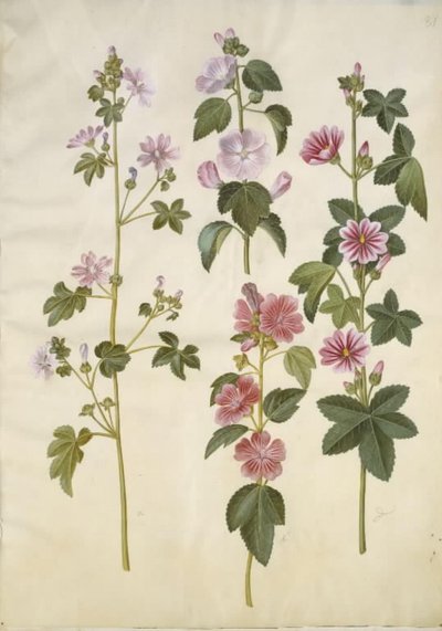 Malva sylvestris (almindelig katost); Lavatera thuringiaca (tysk poppelrose) af Hans Simon Holtzbecker