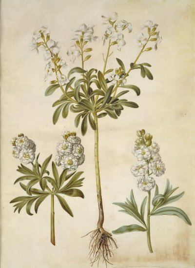 Matthiola Incana (vinter-levkøj) af Hans Simon Holtzbecker