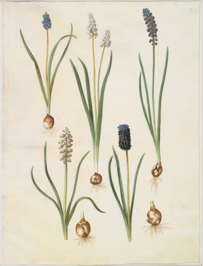 Muscari botryoides (almindelig perlehyacint); Muscari racemosum (muskat-perlehyacint); Muscari forsømt af Hans Simon Holtzbecker