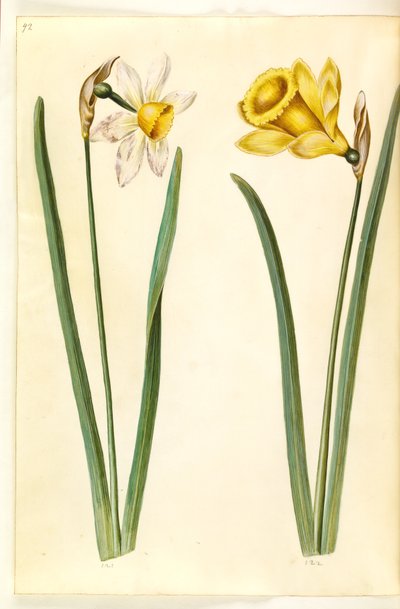 Narcissus ×incomparabilis (have-narcis); Narcissus pseudonarcissus (påskelilje) af Hans Simon Holtzbecker