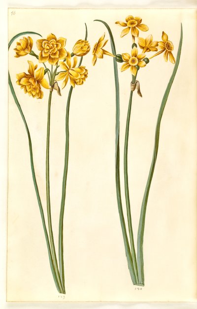 Narcissus jonquilla (siv-narcissus) af Hans Simon Holtzbecker