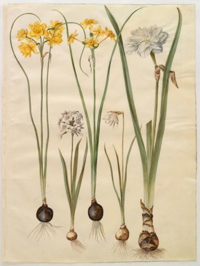 Narcissus jonquilla (siv-narcis); Narcissus tazetta (tazet); Narcissus pseudonarcissus moschatus (moskus-narcissus); poetisk narcissus (pinselilje) af Hans Simon Holtzbecker
