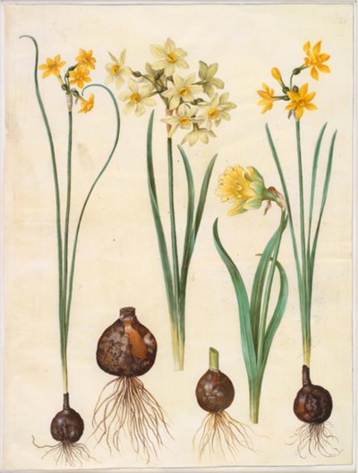 Narcissus jonquilla (siv-narcis); Narcissus tazetta aureus (guld-tazet); Narcissus pseudonarcissus bicolor (tofarvet påskelilje) af Hans Simon Holtzbecker
