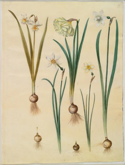 Narcissus ×mediluteus (toblomstret narcissus); Narcissus pseudonarcissus; Narcissus (narcissus); Poetisk narcissus (pinselilje); Narcissus × tyndere af Hans Simon Holtzbecker