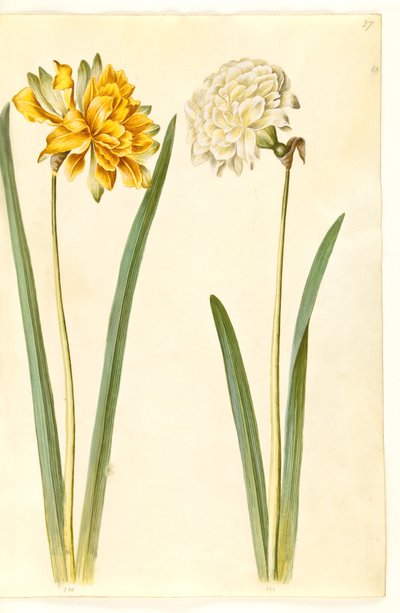 Narcissus pseudonarcissus (påskelilje) af Hans Simon Holtzbecker