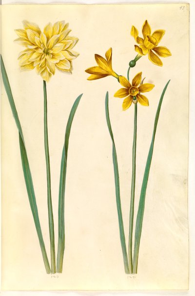 Narcissus pseudonarcissus (påskelilje); Narcissus tazetta aureus (guld-tazet) af Hans Simon Holtzbecker